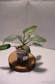 Izbové rastliny - 6