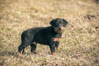 Beauceron s PP - 6