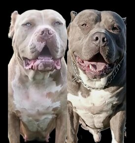 American bully xl - 6