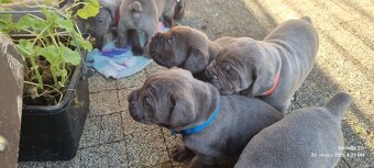 Šteniatka Cane Corso - 6