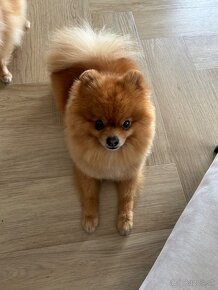 Pomeranian fenka šteniatko - 6