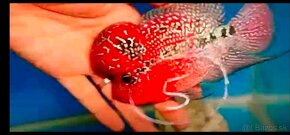 Flowerhorn - 6