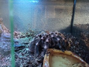 Acanthoscurria geniculata sklípkan, terárium - 6