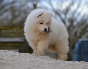 Samojed s PP LA TORRE ROJA - 6