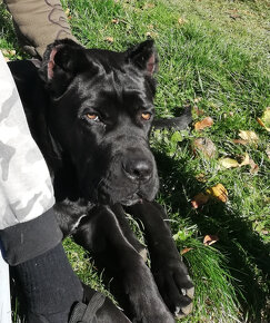 Fena cane corso 6 mesačna - 6