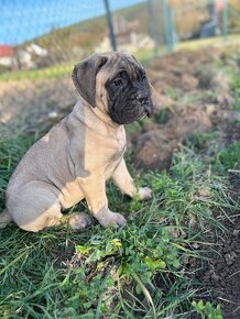 Šteniatka Bullmastiff, Bulmastif (2 sučky) - 6