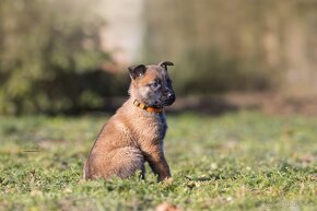 Malinois - Tomanland Kennel - 6