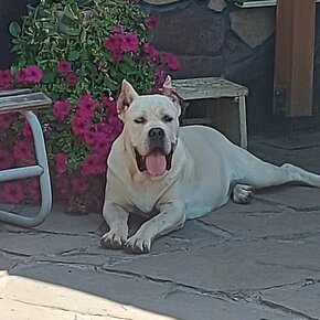 Cane corso STRAW s PP - 6