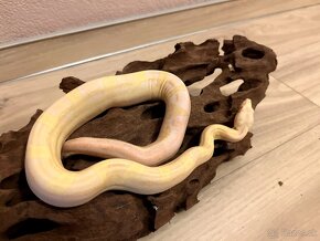 Velhad kralovsky- boa constrictor - 6