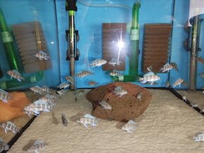 Cyphotilapia Frontoza Burundi - 6