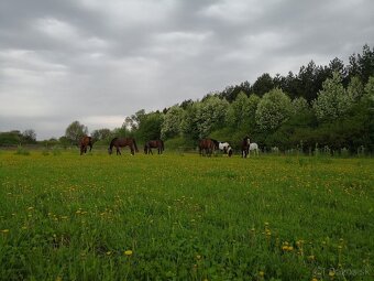 Ustajnenie koní, jazdiareň 30 x 60 m, Vranov centrum - 6