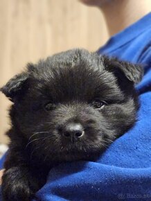 Svensk Lapphund/no samoyede - 6