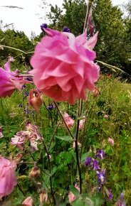 Orlíček obyčajný –Aquilegia vulgaris-prázdnokvetý a plnokvet - 6