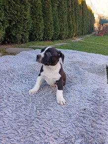 J&K bullys "ponúkame na predaj American bully XL - 6