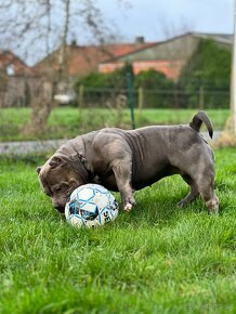 American Bully Pocket - 6