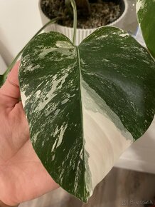 Monstera albo variegata - 6