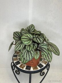 Peperomia Mystique - 6