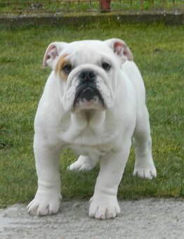 Anglický bulldog - 6