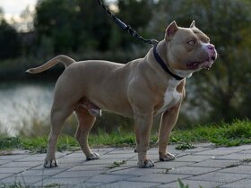 American Bully krytie - 6