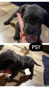 Predam/eladó steniatka Cane Corso - 6