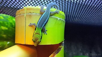 Phelsuma klemmeri - 6