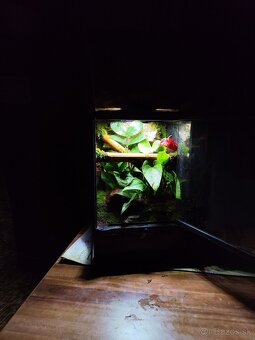 Terarium Exo terra - 6