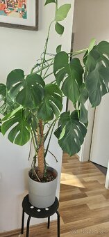 Monstera deliciosa - 6