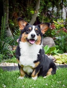 Welsh corgi cardigan štaniatka s PP - 6