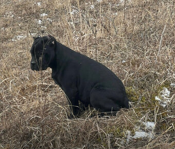 Šteniatko Cane Corso – úplne čierny psík - 6