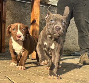 American Bully Xl - 6