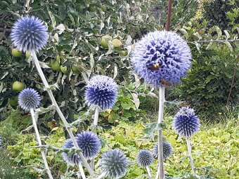 Echinops bannaticus "Blue Glow" - Ježibaba modrá - 6