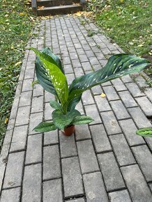 Dieffenbachia Crocodile - 6