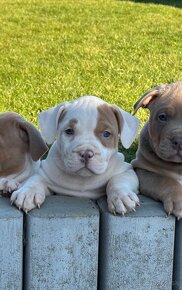 American bully xl, pitbull xxl - 6