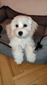 Maltipoo - 6