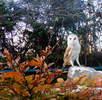 Sova pálená (Tyto alba) - 6