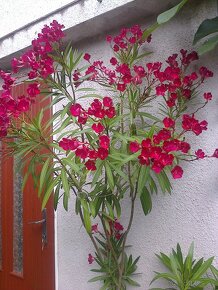 Aloe vera  kaktus, citronovník.,,oleander. trúbkovec. - 6