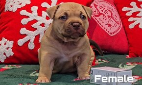 American Bully Pocket - 6