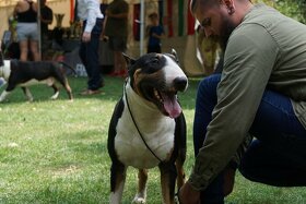 Bull terrier - PP - krytie, chovný pes - 6