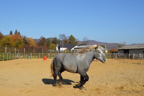 Žrebec na predaj - Percheron - 6