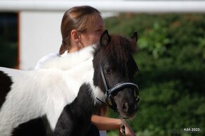 Minihorse na predaj - Showmer Quido - 6