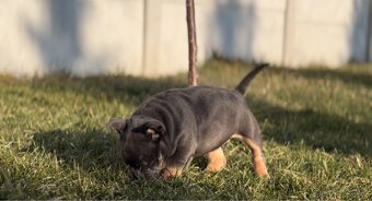 American Bully micro - 6