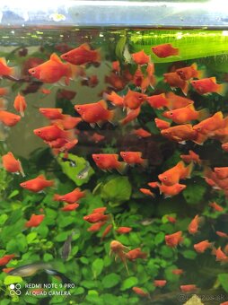 Platy, endlerky,prisavniky - 6