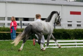 Klisna welsh pony B - 6