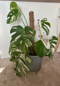 Monstera albo - rastlina 85-90cm - 6