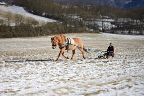 Sportovní B pony - 6