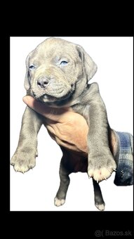 American Bully xl - 6