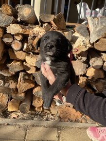 Šteniatka mix špic a labrador - 6