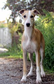 Vipet / Whippet - 6