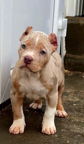 American bully xl, pitbull xxl - 6