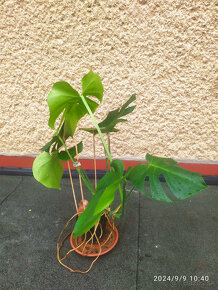 Monstera deliciosa1 - 6